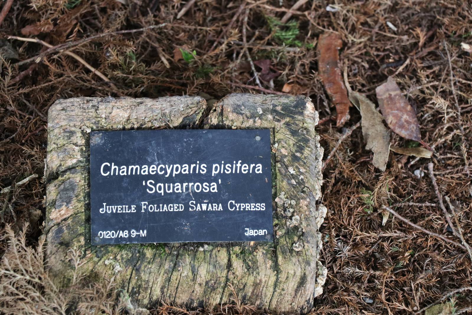 Castelwellan Arboretum (6) Castelwellan Arboretum (6)