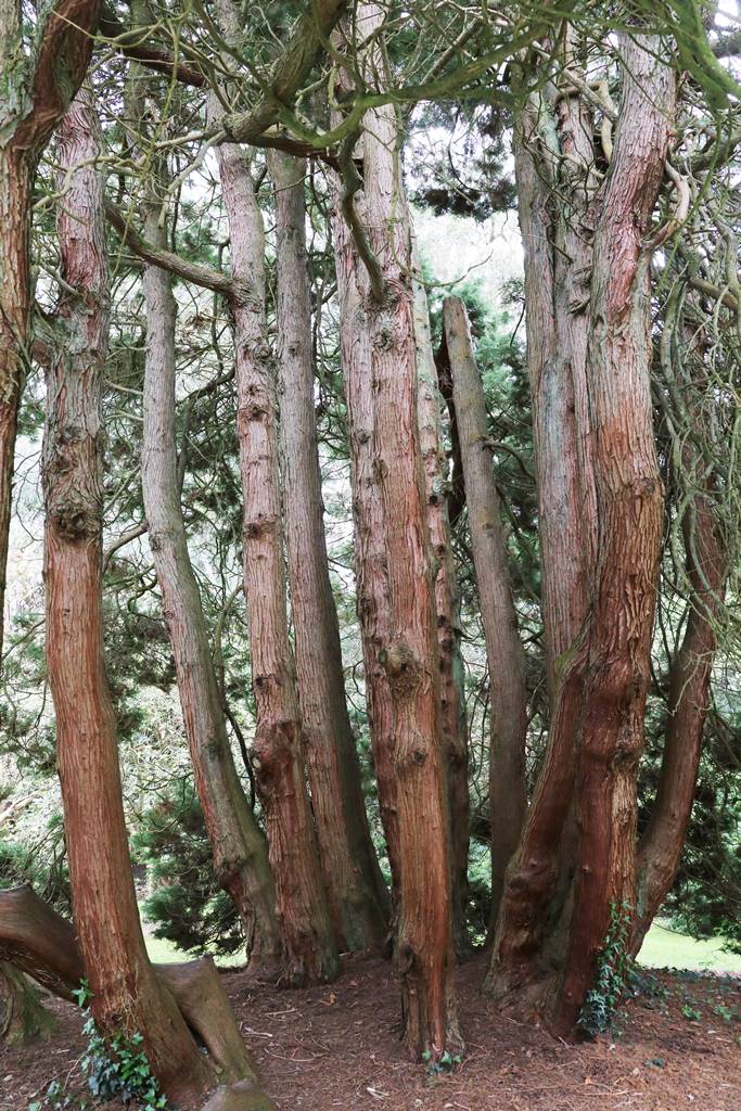 Chamaecyparis pisifera Squarrosa Chamaecyparis pisifera Squarrosa