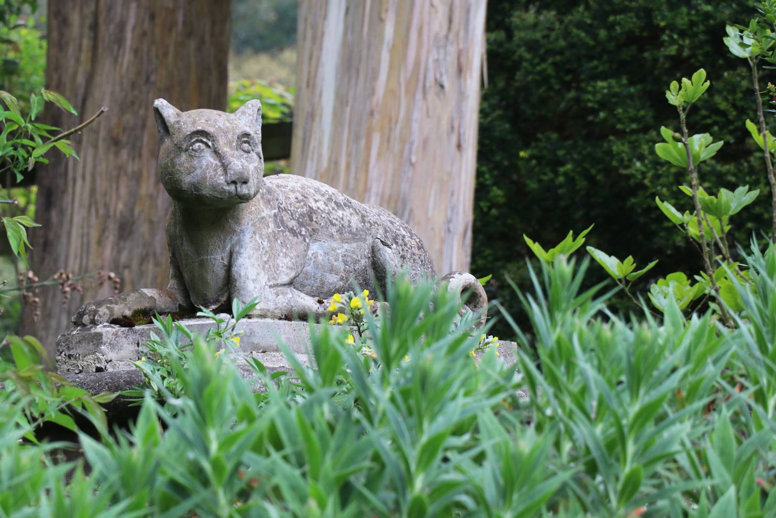 Dodo Terrasse Mount Stewart (2)