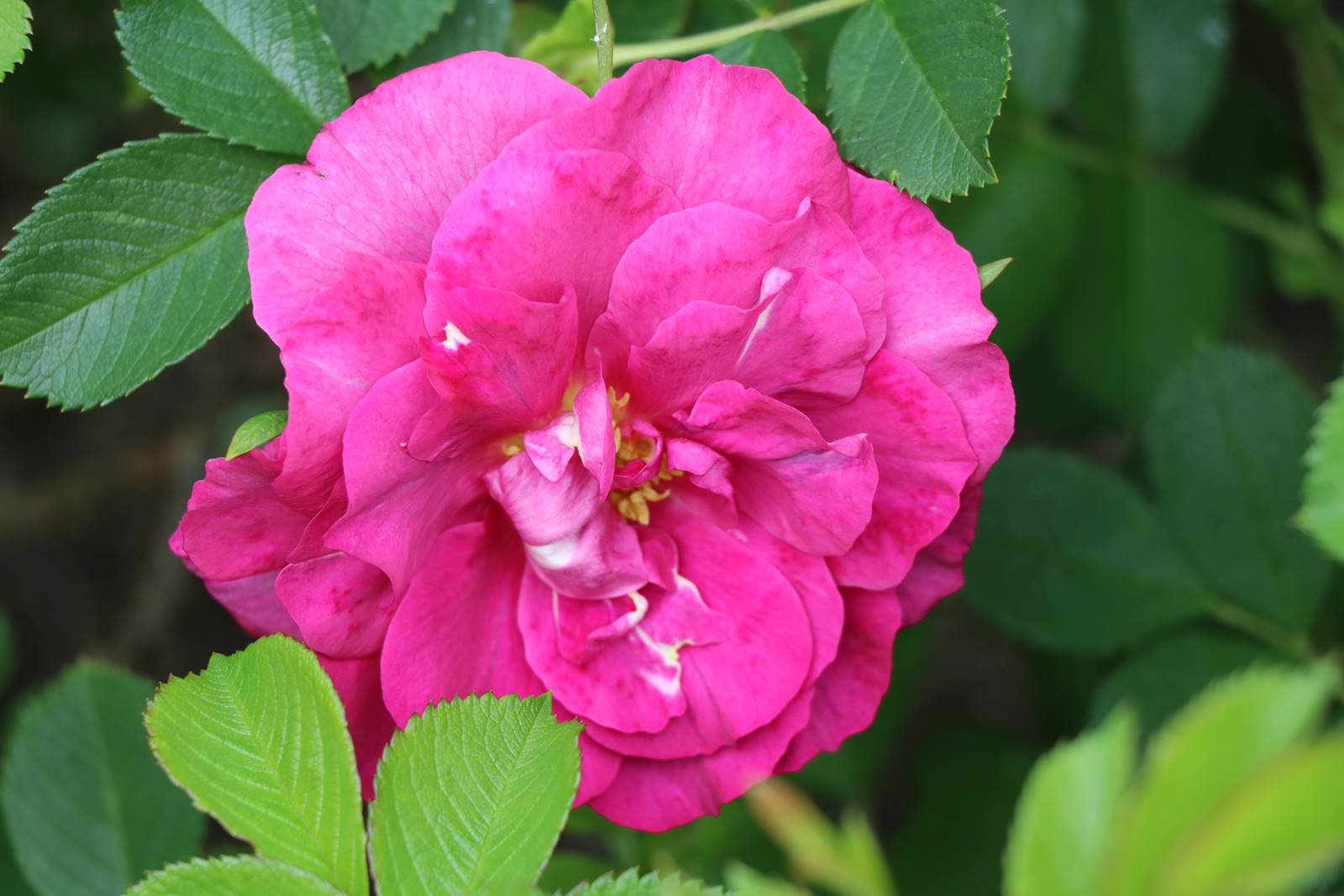 Hillsborough castle garden (1)