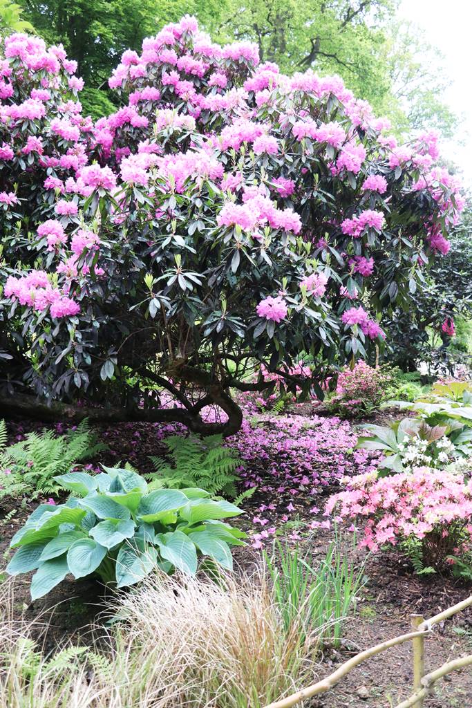 Hillsborough castle garden (15)