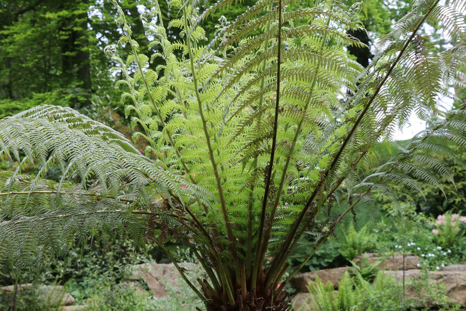 Hillsborough castle garden (19)