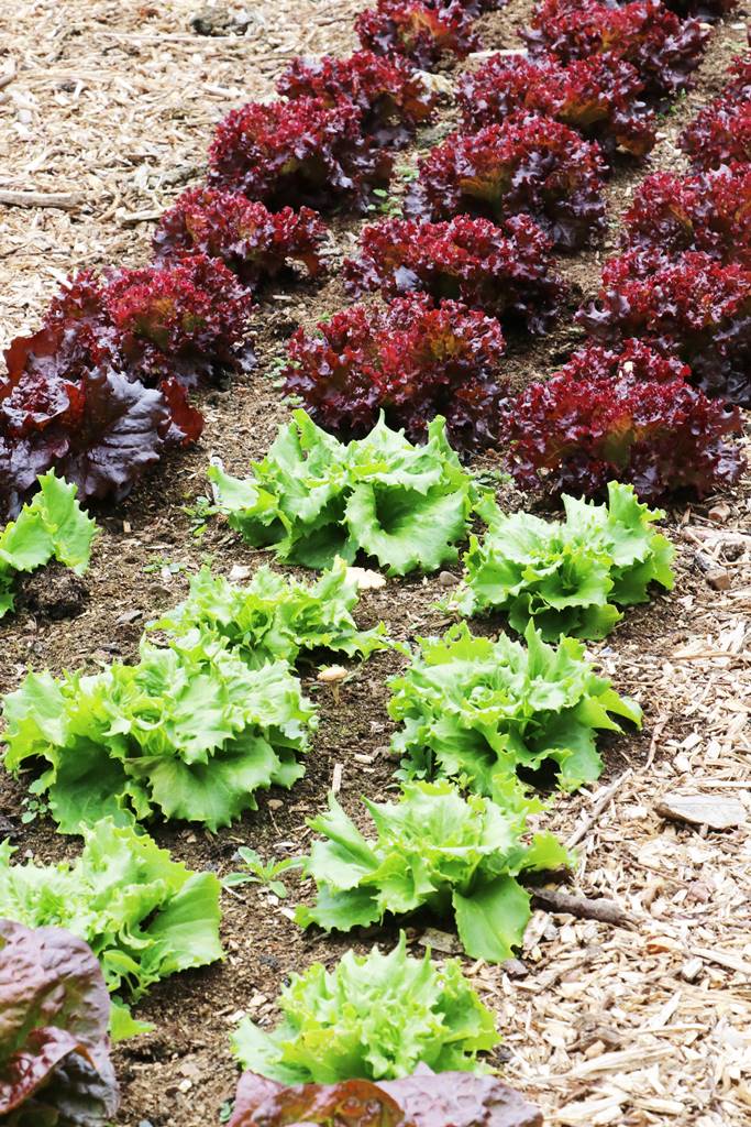 Hillsborough castle garden (7)