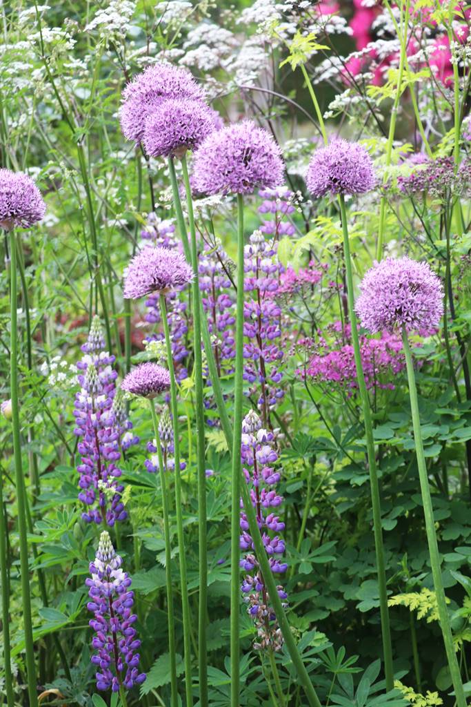 Irlande du Nord Mount Stewart (14)