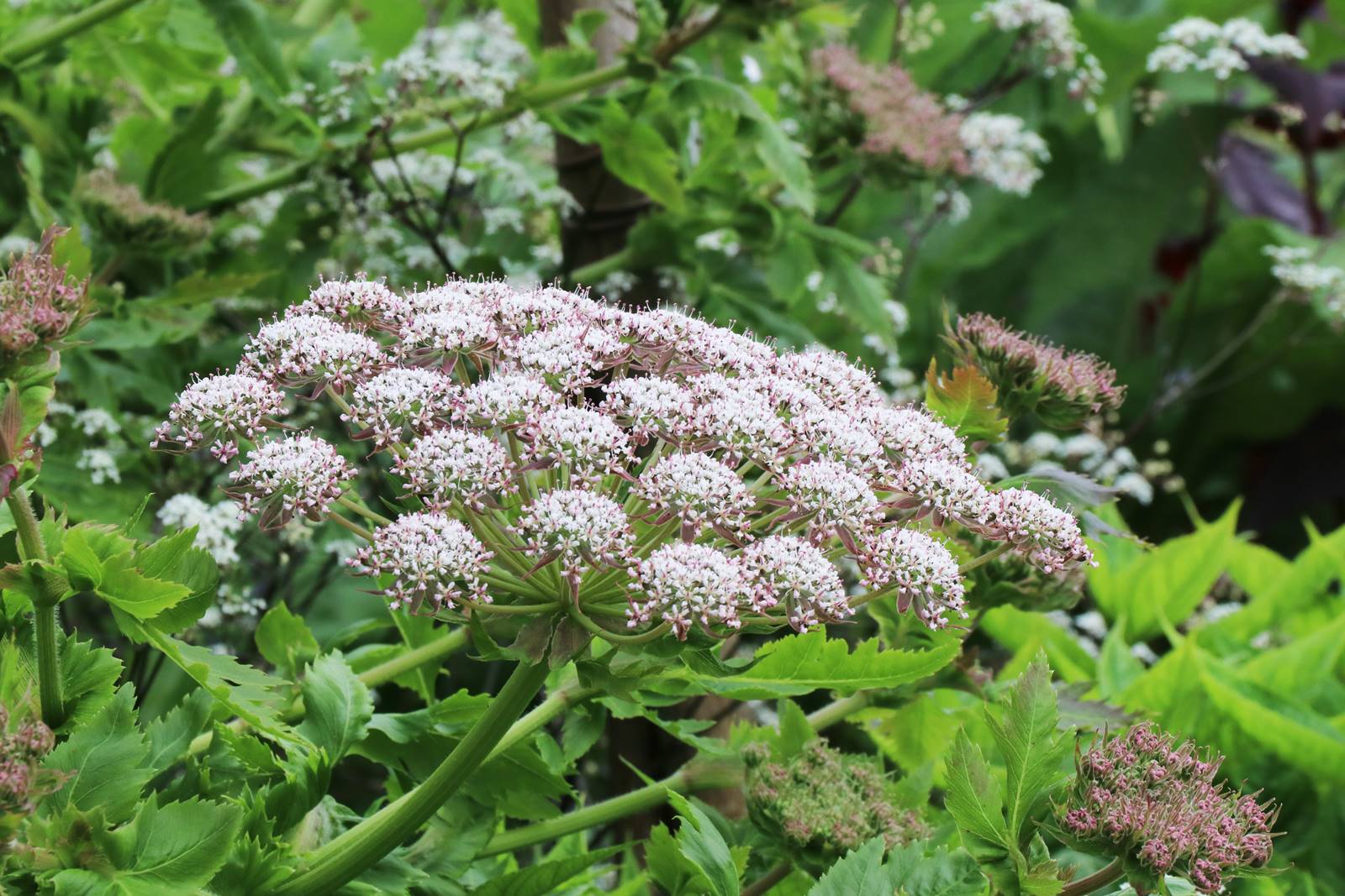 Irlande du Nord Mount Stewart (20)