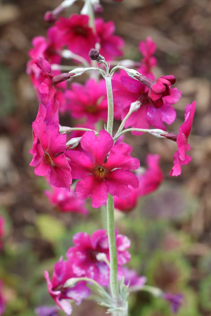 Montalto Estate (11)