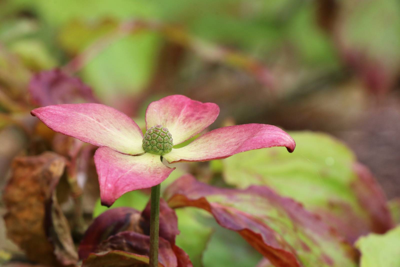 Montalto Estate (12)