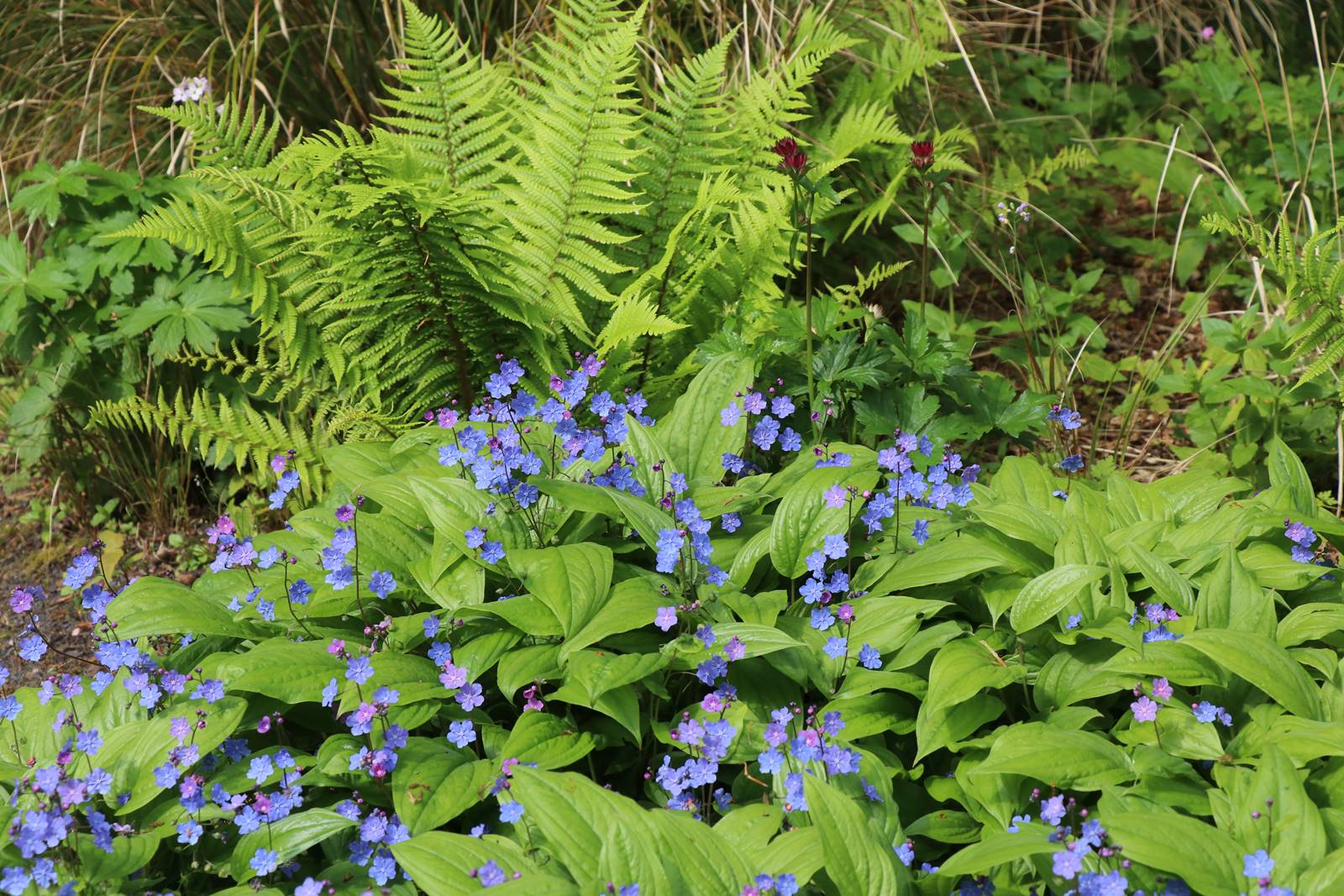 Montalto Estate (13)