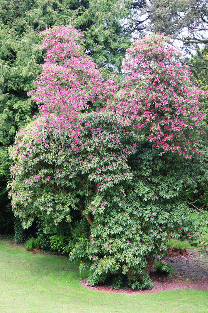 Montalto Estate (18)