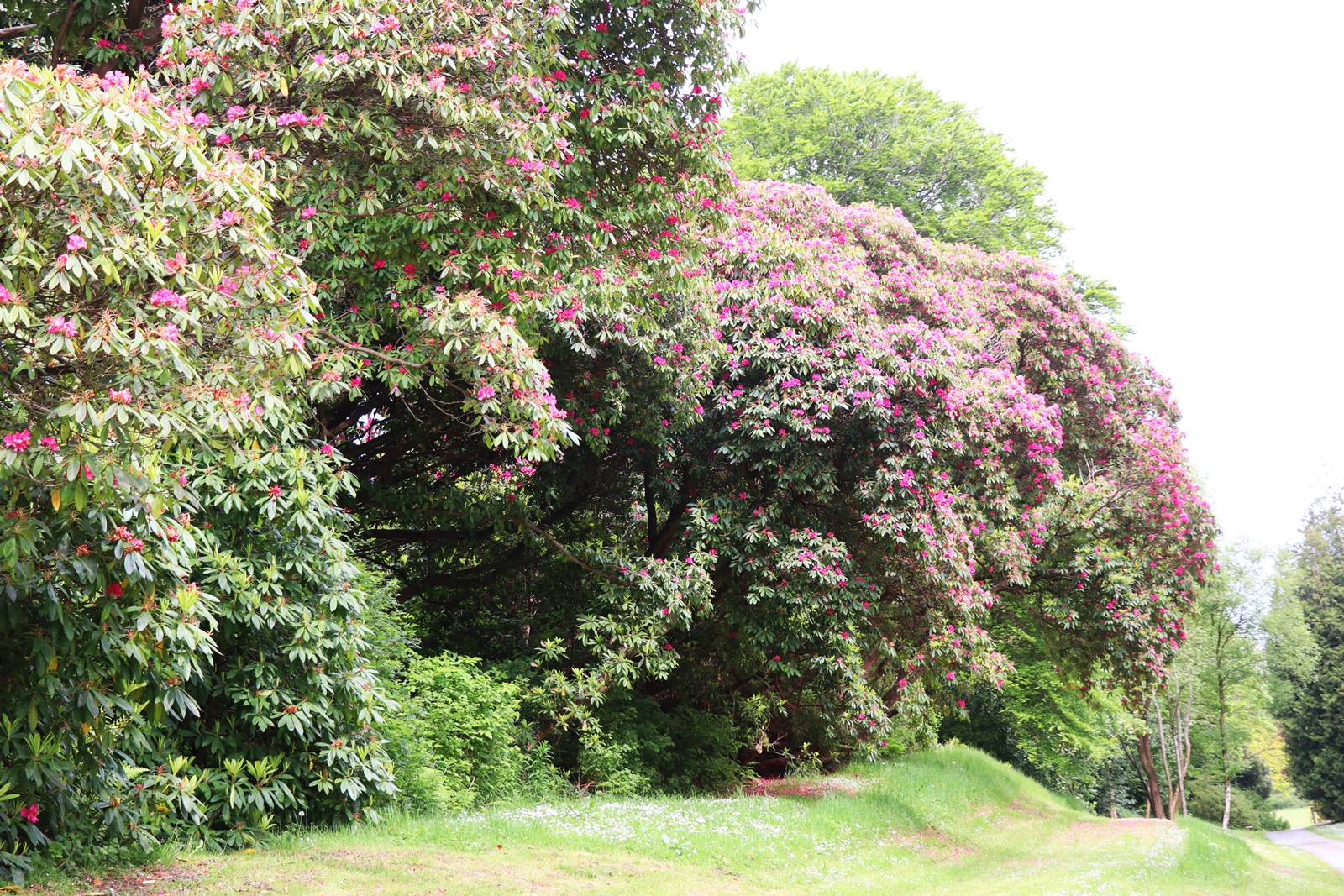 Montalto Estate (22)