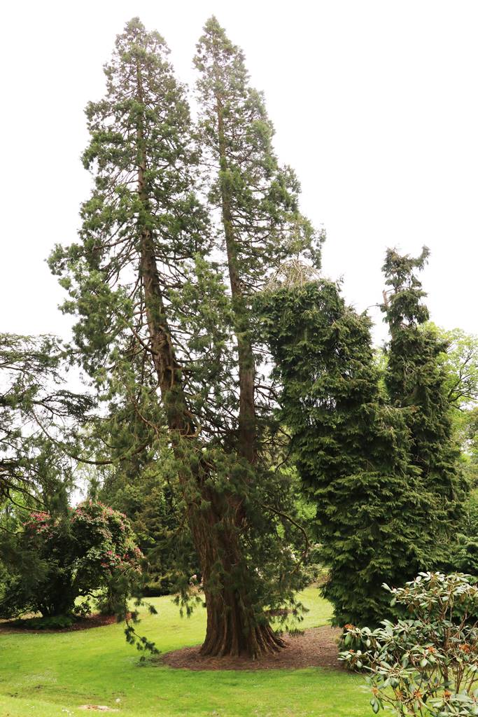 Montalto Estate (23)