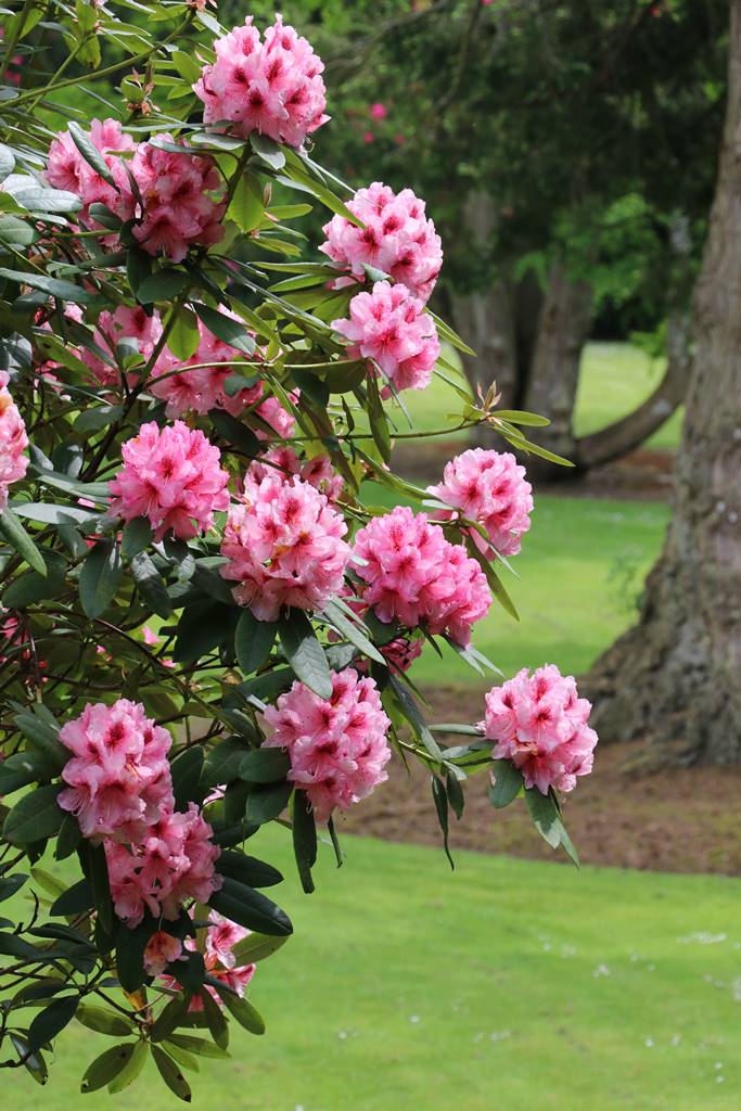 Montalto Estate (24)