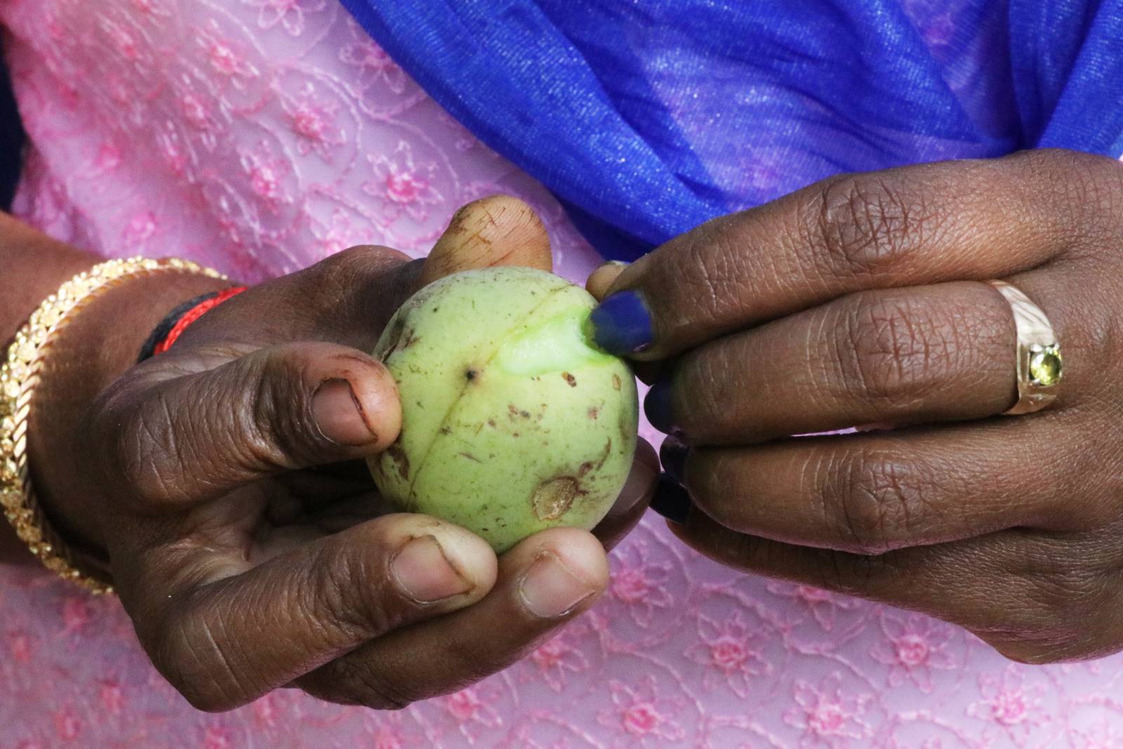 Muscade Myristica fragrans (3) Muscade Myristica fragrans (3)