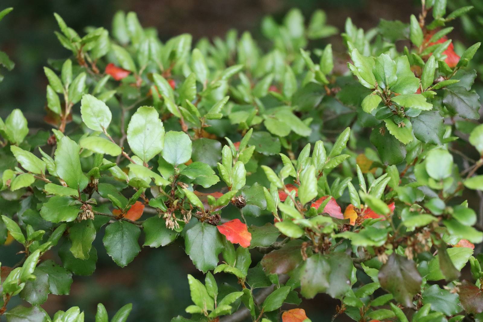 Nothofagus fusca tawhairaunui (1) Nothofagus fusca tawhairaunui (1)