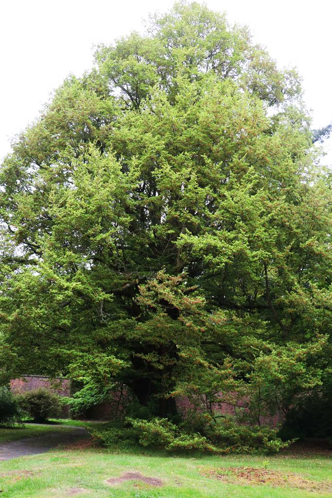 Nothofagus jusca tawhairaunui Nothofagus jusca tawhairaunui