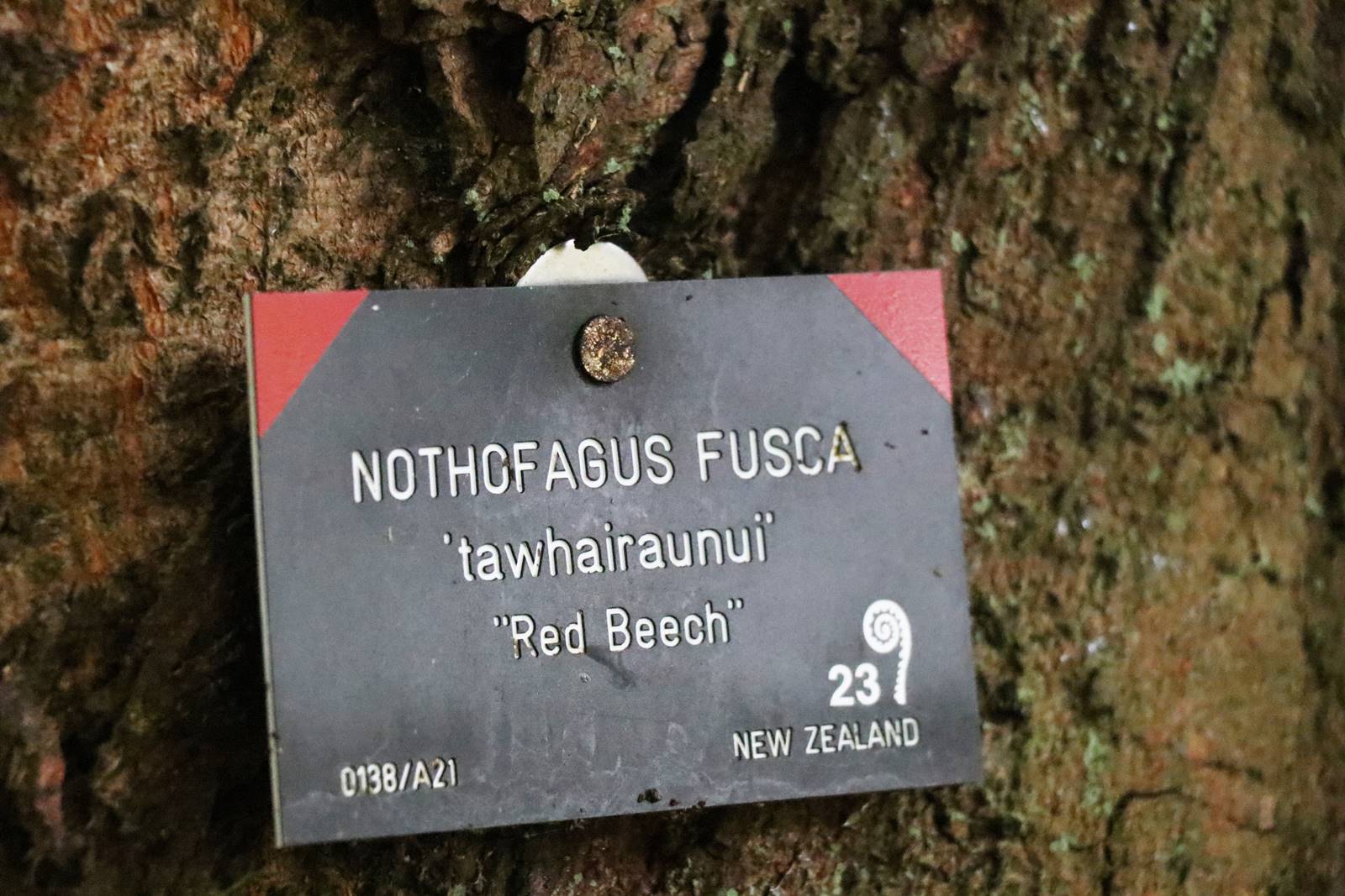 Nothofagus fusca tawhairaunui) Nothofagus fusca tawhairaunui)