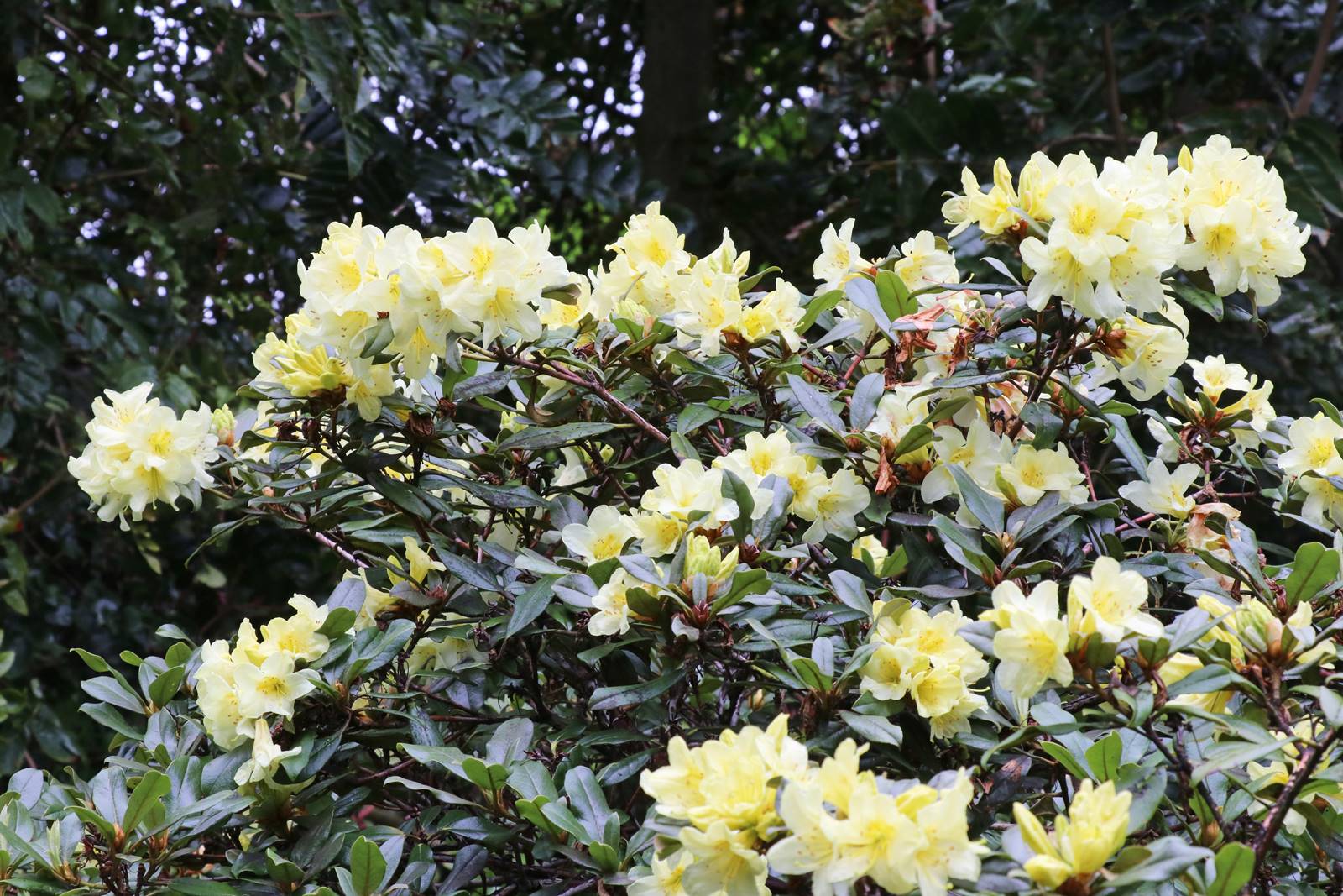 Rhododendron Yellow Hanna