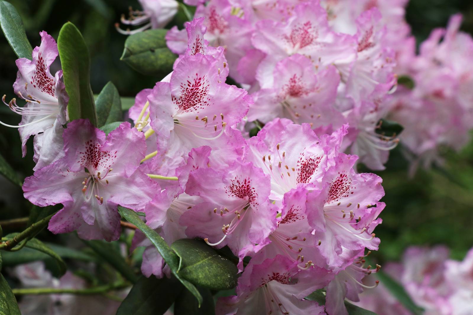 Rhododendron aberconvayii Rhododendron aberconvayii