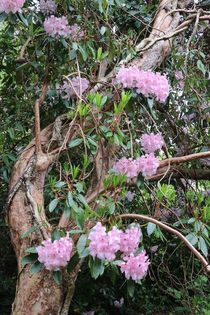 Rhododendron loderi Rhododendron loderi