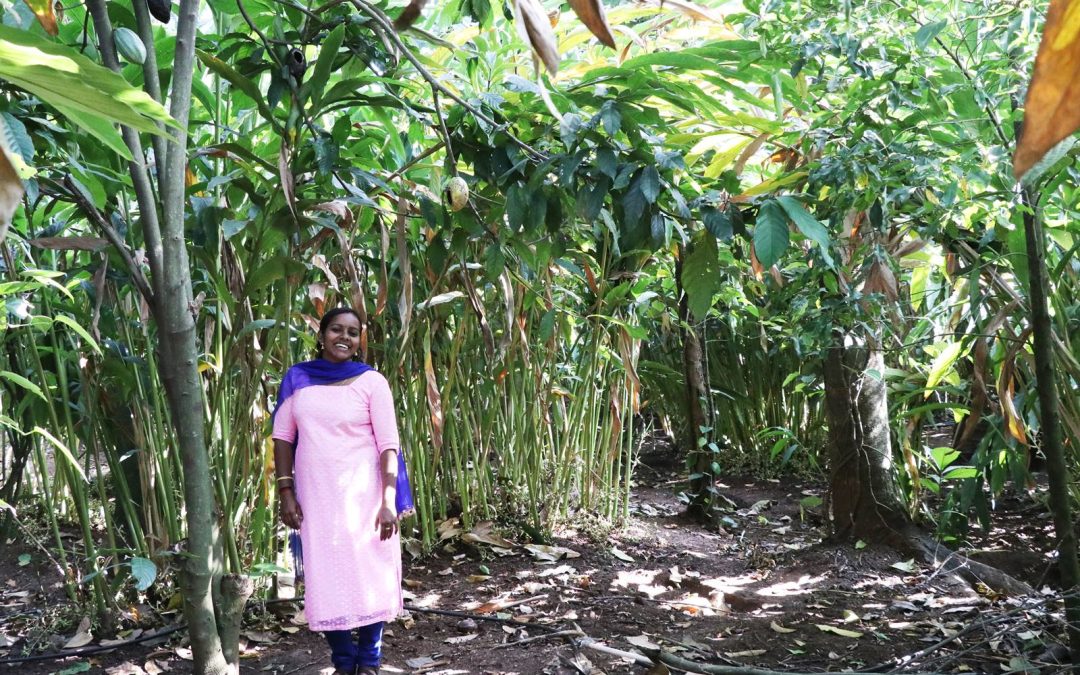 Les épices du Kerala