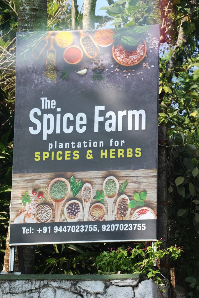Spice Farm Kerala (12) Spice Farm Kerala (12)