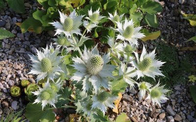 Un jardin sur gravier