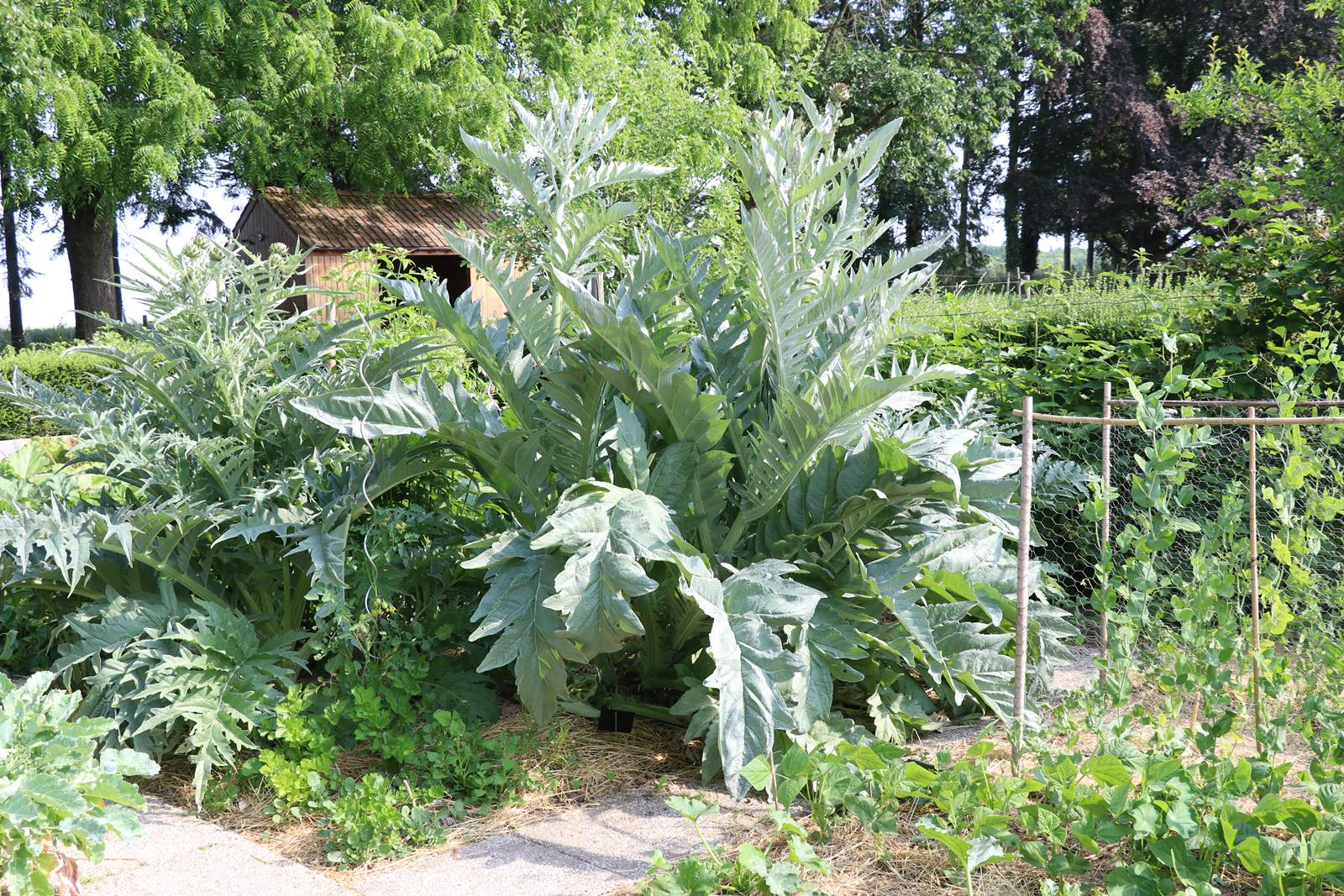 Potager Stéphanie de Theux (10)