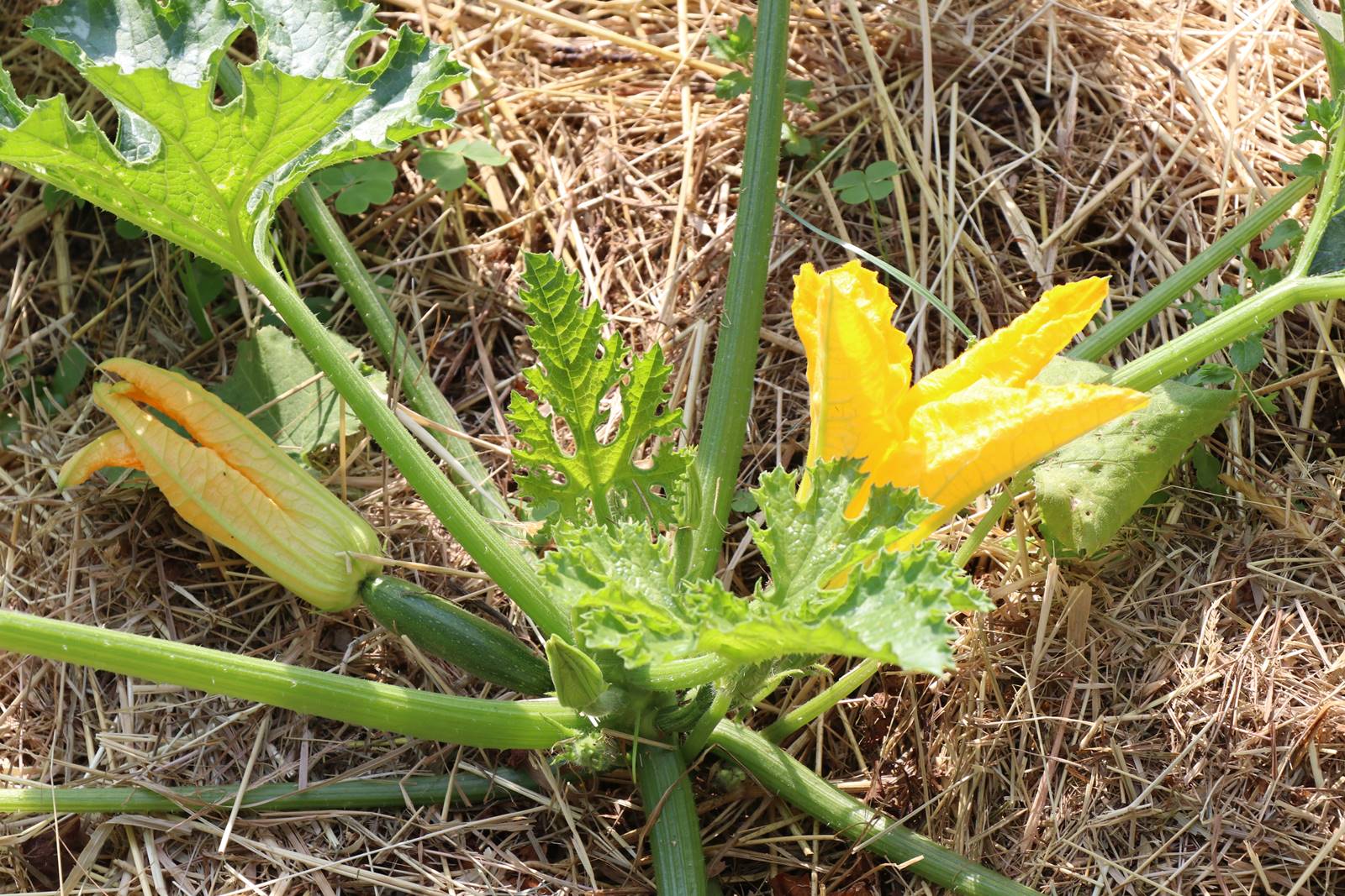 Potager Stéphanie de Theux (14)