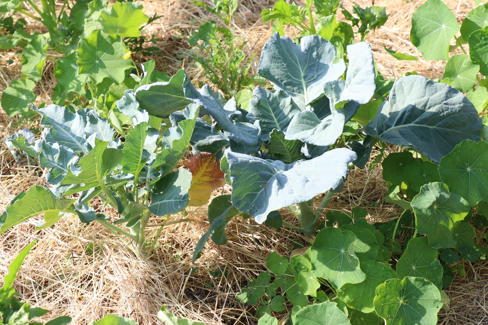 Potager Stéphanie de Theux (15)