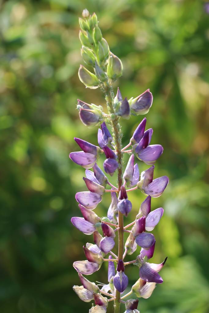 Potager Stéphanie de Theux (16)