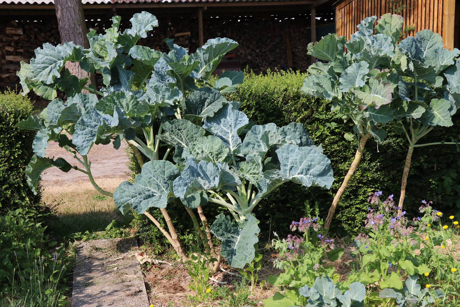 Potager Stéphanie de Theux (18)