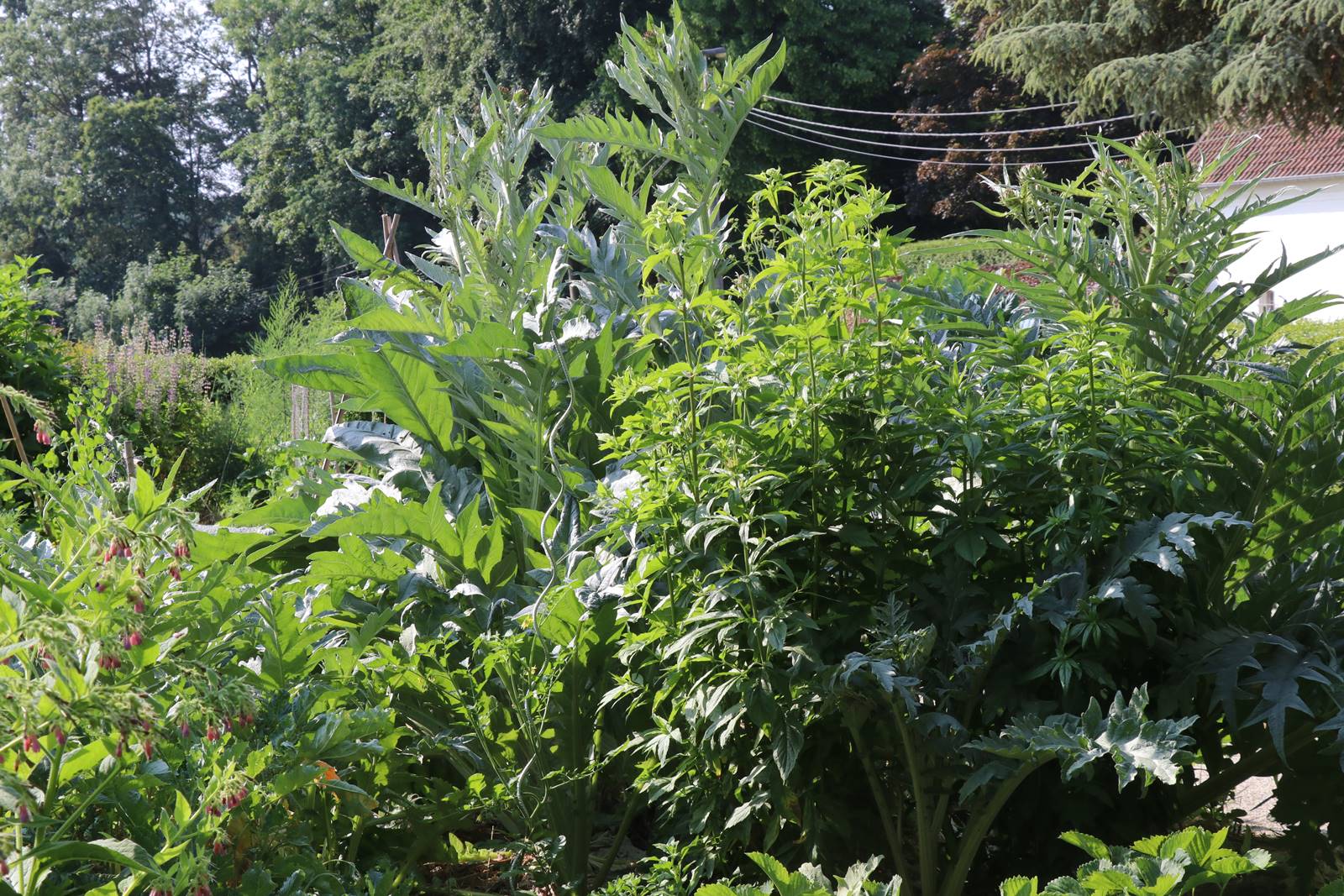 Potager Stéphanie de Theux (2)