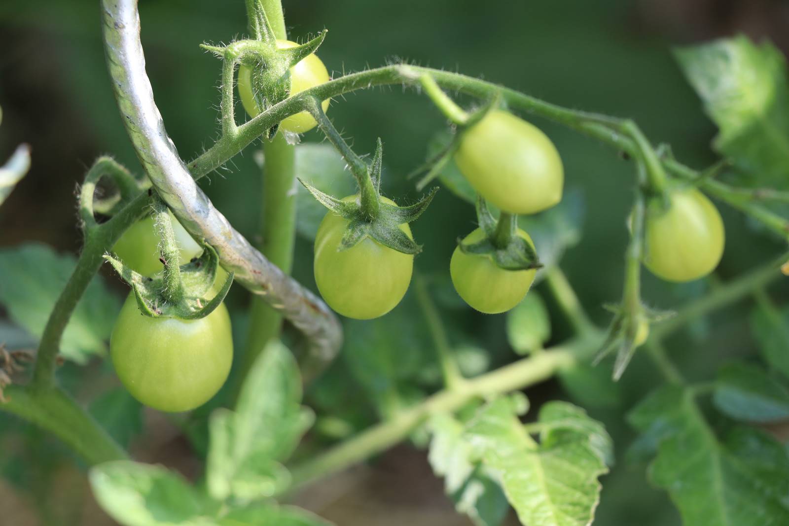 Potager Stéphanie de Theux (20)