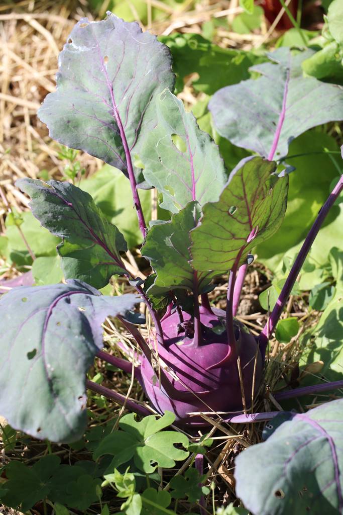 Potager Stéphanie de Theux (22)
