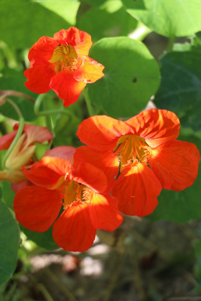 Potager Stéphanie de Theux (23)