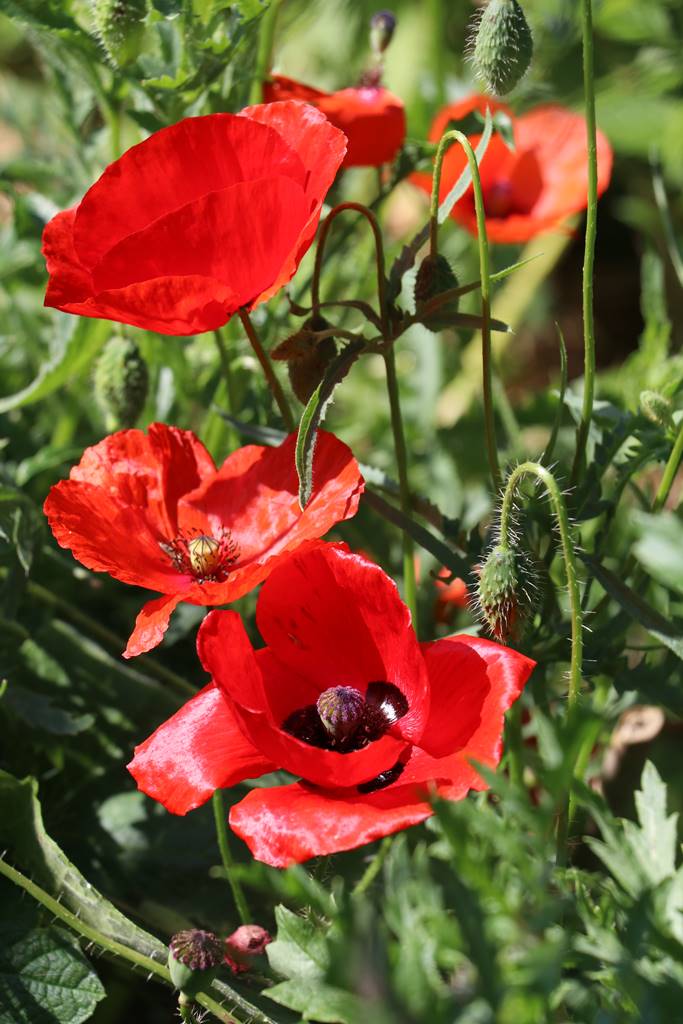 Potager Stéphanie de Theux (26)