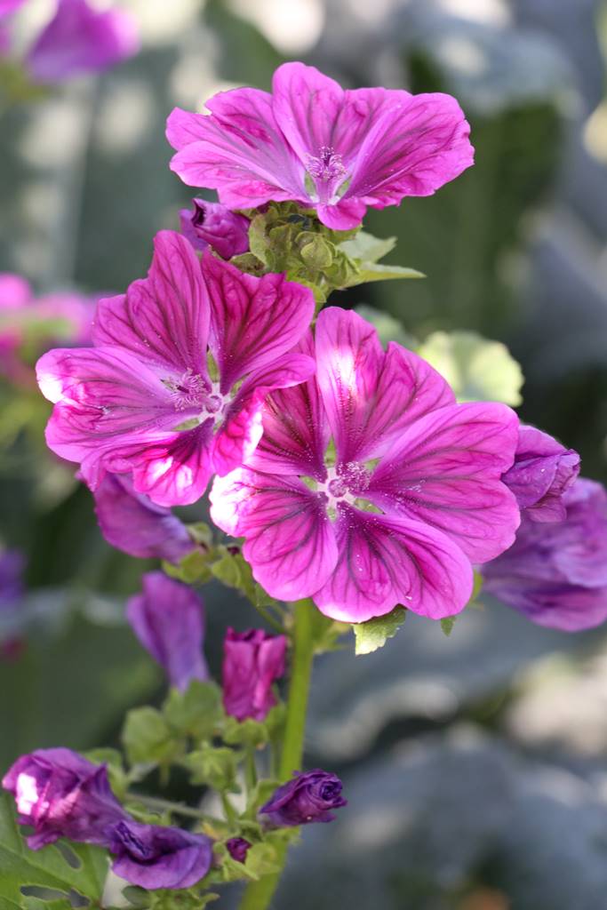 Potager Stéphanie de Theux (27)