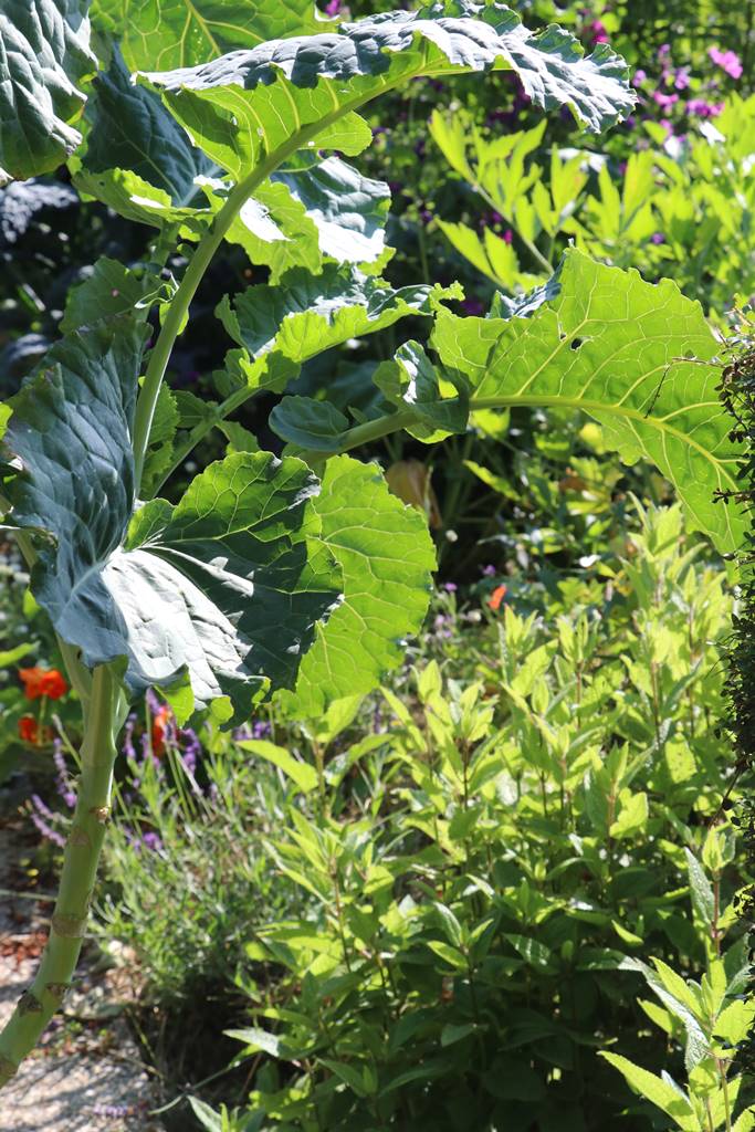 Potager Stéphanie de Theux (28)