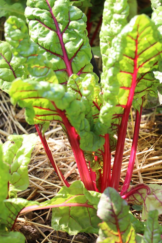 Potager Stéphanie de Theux (3)