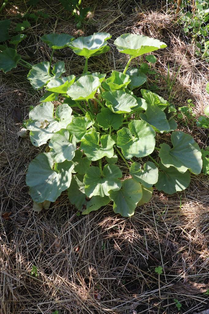 Potager Stéphanie de Theux (33)