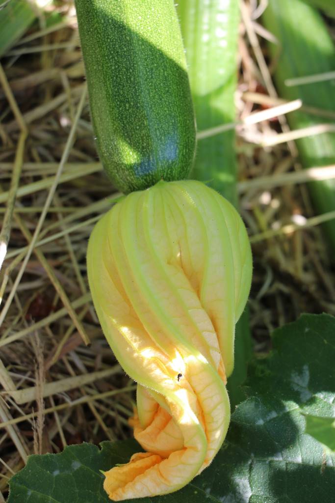 Potager Stéphanie de Theux (34)