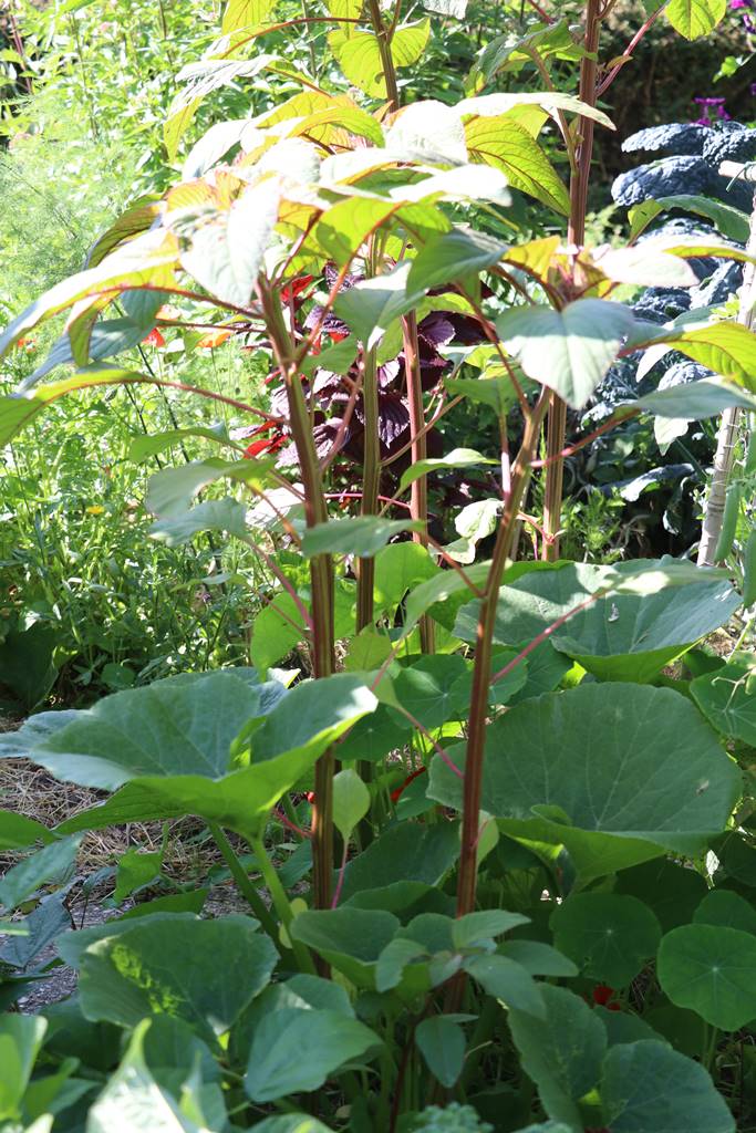 Potager Stéphanie de Theux (36)