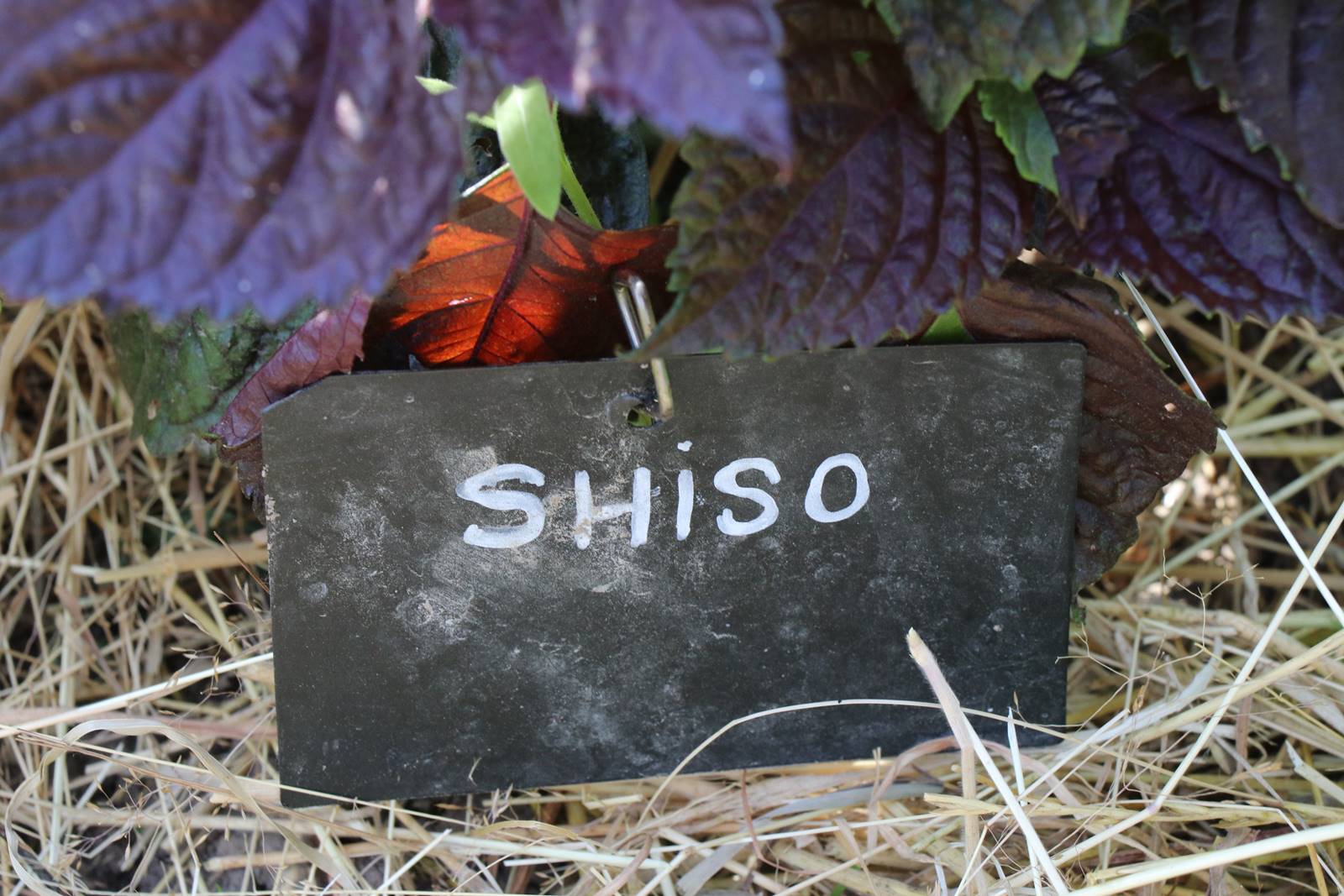 Potager Stéphanie de Theux (7)