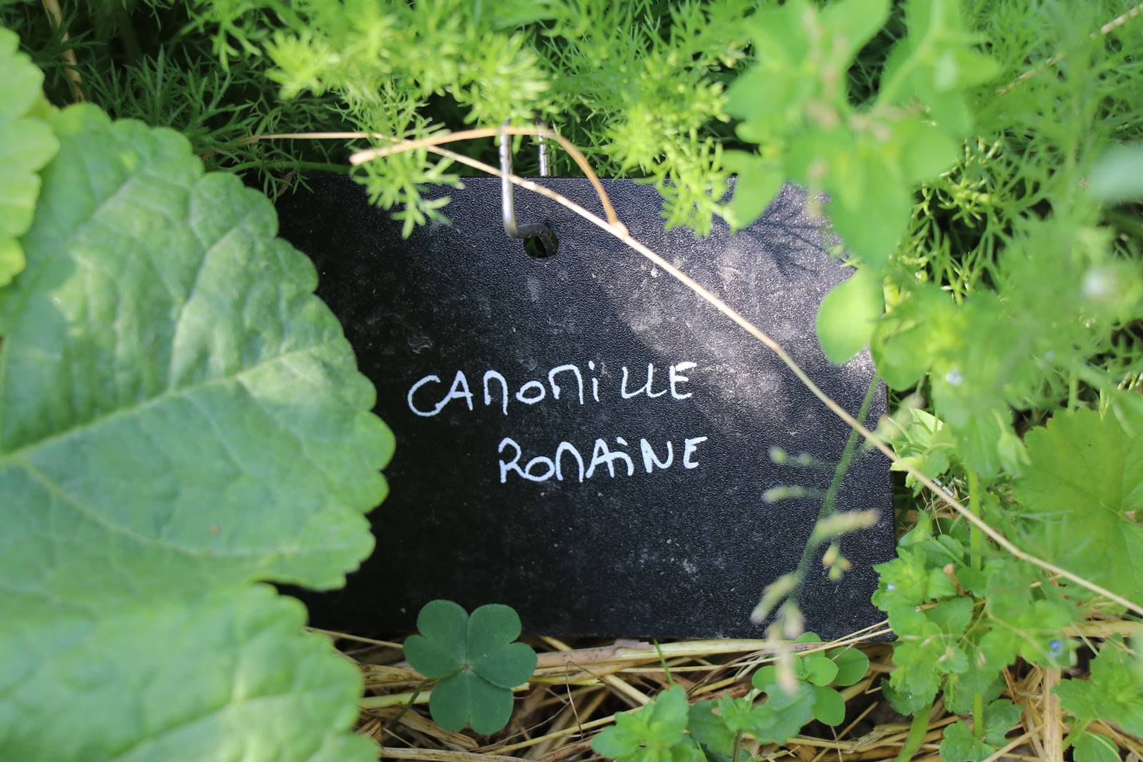 Potager Stéphanie de Theux (8)