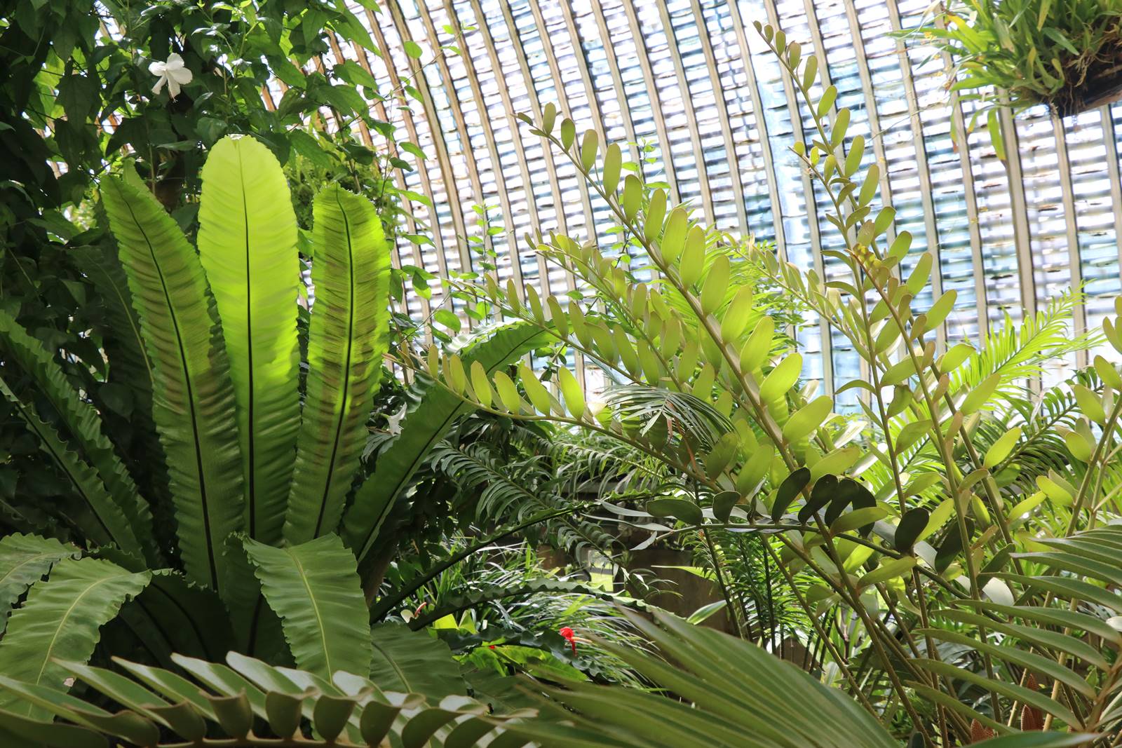 Tchequie Serre de Lednice (18)