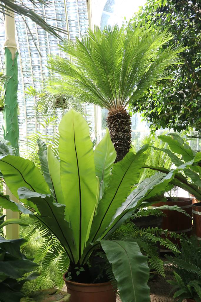 Tchequie Serre de Lednice (26)