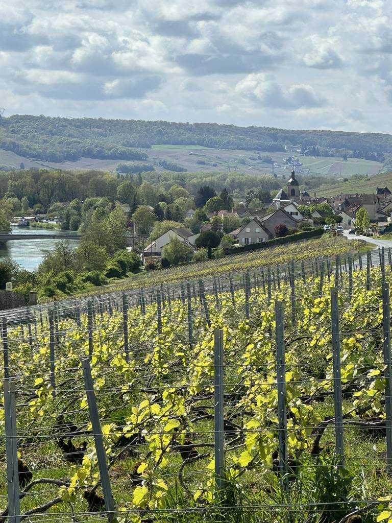 Vignobles Epernay (1)