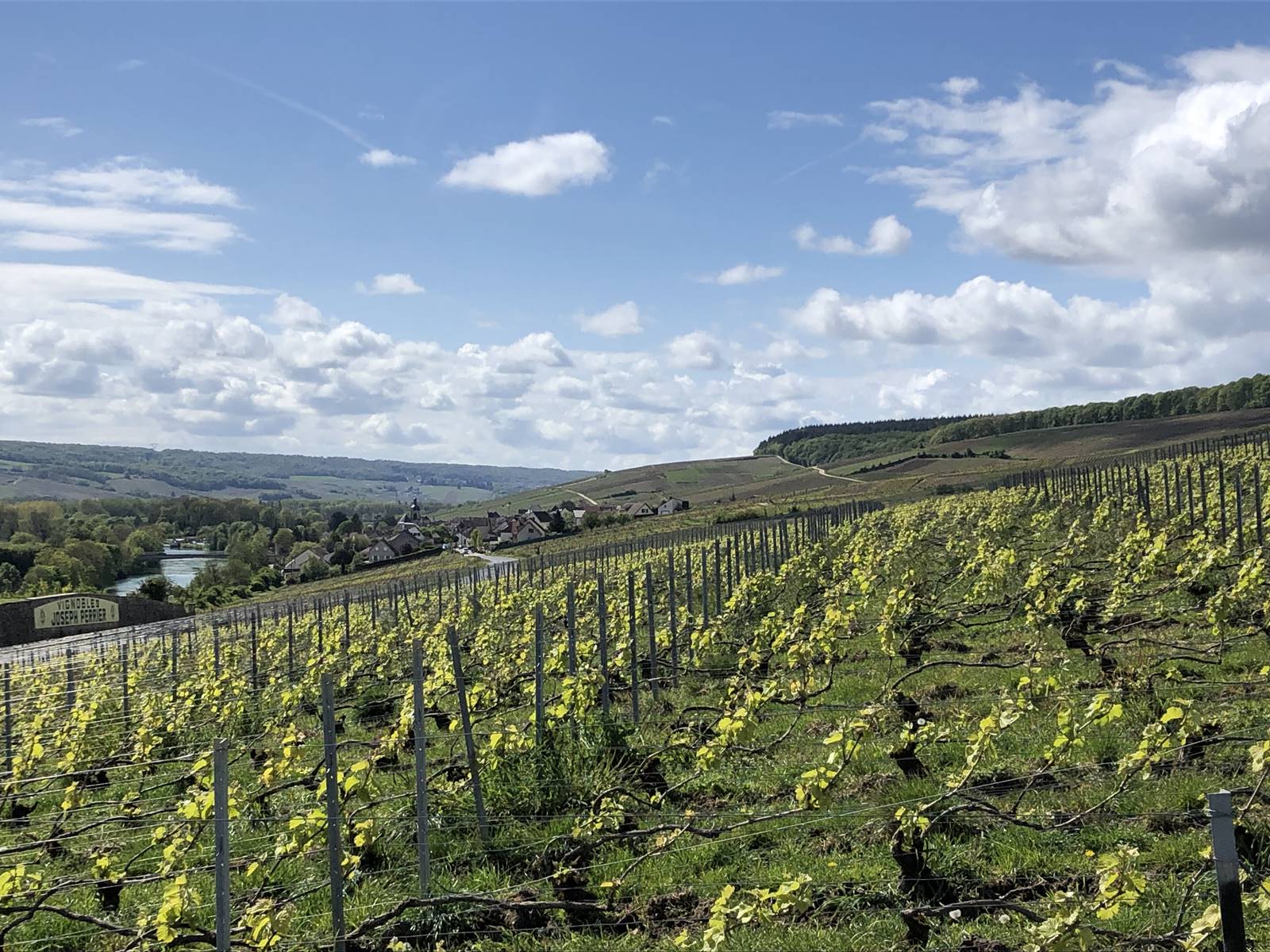 Vignobles Epernay (1)