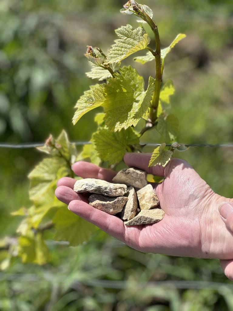 Vignobles Epernay (2)