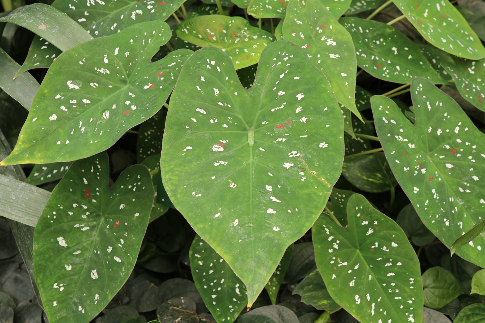 Caladium sp. Caladium sp.